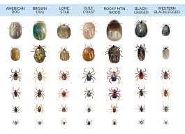 What Do Ticks Look Like Tick Identification Guide