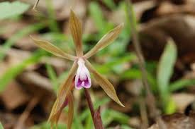 Image result for Nervilia petraea