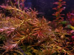 Image result for Rotala mexicana
