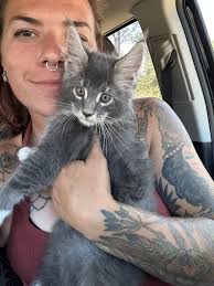 Recommendation for Maine Coon Kitten Breeder in Florida