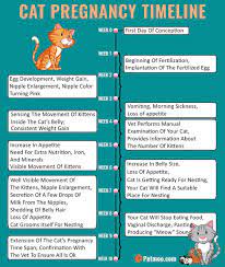 The first thing you need to know is what these changes are and when to expect them. Pin On Cats Cardboard Houses Carriers