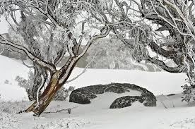 The main rule when driving towards the snow. 11 Top Rated Attractions In The Snowy Mountains Nsw Planetware