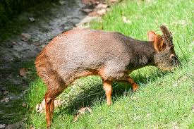 Pudu Definition And Synonyms Of Pudu In The Polish Dictionary