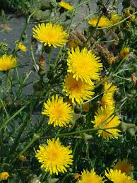 Image result for Anisopappus kirkii