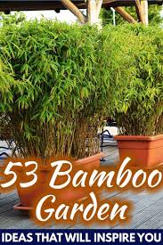 Black stemmed bamboo grows in galvanized containers creating a living sculpture on a rooftop terrace garden. 53 Bamboo Garden Ideas That Will Inspire You Garden Tabs