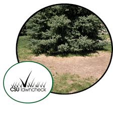Live oaks are a clean tree so they make for great lawn trees. Limbing Up A Spruce 193937 Ask Extension