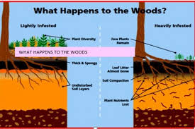 Have learnt so much from you. Minnesota Wisconsin Conservation Officials Try To Get Jump On Worms