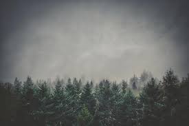 Coastal marine fog is an important meteorological phenomenon for california. Foggy Pacific Northwest Forest Photograph By Patrick Ryan