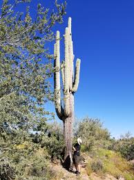 Growing cacti and other succulent plants can be an addictive pastime! Oh We Re Posting Saguaro How About This One On The Way To The Wave Cave 6 Foot Human For Scale Cactus