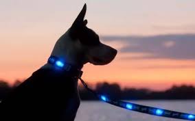 Led Dog Collars Dog Leads Leash Lighted Dog Leash Led Dog Collar