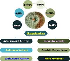 Endophytic fungi-derived biogenic nanoparticles: Mechanisms and  applications
