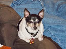 Tinker A 3 Year Old Toy Fox Terrier Toy Fox Terriers Fox Terrier Rat Terriers