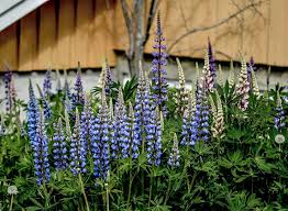 Image result for Lupinus mexicanus
