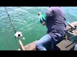 Mimpi memancing ikan » artinya anda akan mendapatkan uang, tapi cepat habis. Memancing Ikan Pari Abu Abu Besar Di Laut Dalam Youtube