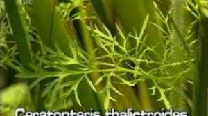 Image result for Ceratopteris