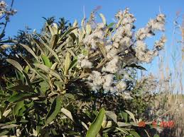 Image result for Tarchonanthus camphoratus