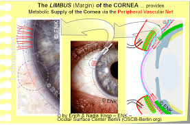 Image result for Cornea