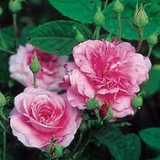 Ispahan David Austin Roses Rose English Roses