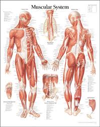Abdominal Muscle Anatomy Diagram Human Anatomy Female