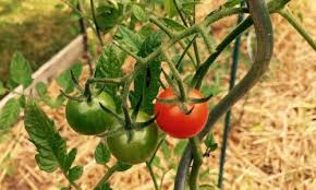 Plant De Tomate Cerise En 2020 Planter Tomates Planter Des Tomates Cerises Quand Planter Les Tomates