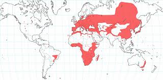 Image result for Thesium goetzeanum