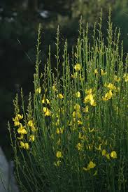 Image result for Aptosimum junceum