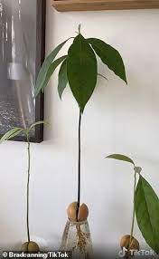 How To Grow A Houseplant Using An Avocado Seed House Plants Avocado Seed Avocado Tree