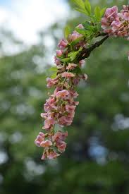 Image result for Laburnum