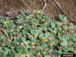 Image result for Amaranthaceae