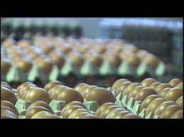 Total staff and workers : Green Tech Egg Industries Pte Ltd And Henritex Malaysia Sdn Bhd Hens Egg Production Company Profile Youtube