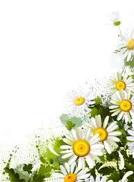 Forgetmenot Flowers White Corners Flower Border Flowers Clip Art Borders