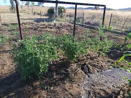 Just some of my veggie patch! Also have some stuff in the green house. And  some Watermelons, pumpkins, cucumbers and zucchini (I'm aware stuff sound  have been planted more spaced out and