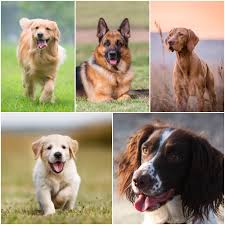 The dog (canis lupus familiaris or canis familiaris) is usually considered to be humankind's first, and perhaps most important, domestic animal. 9 Dog Breeds That Need 2 Hours Of Exercise A Day