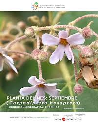 Image result for Carpodiptera