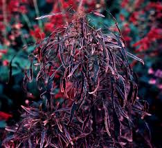 Image result for Acalypha fimbriata