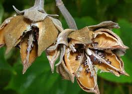 Image result for Hibiscus tiliaceus