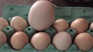 Telur ayam negeri vs kampung. Mana Yang Lebih Sehat Telur Ayam Kampung Atau Telur Ayam Negeri Ini Jawabannya Tribun Solo
