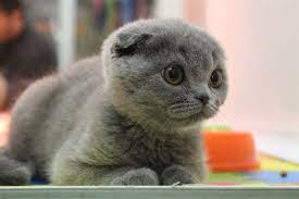 Scottish Fold Egitimi Miyavliyo