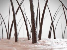 And what it does in the hair follicles seems to induce hair growth. New Studies Melatonin Cream Shown To Stimulate Hair Follicles Miami Hair Institute