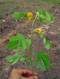 Image result for Senna obtusifolia