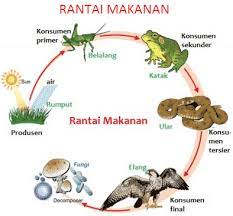Rantai makanan adalah sebuah proses perpindahan energi oleh organisme dari tingkatan terbawah hingga teratas. Rantai Makanan Pengertian Jenis Jaring Contoh Gambar