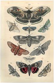 Moth Antique Framed Wall Art Museum Outlets Insect Art Moth Art Butterfly Art