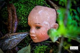 In the Moloa'a moss betwen the roots of a the invasive **Schefflera**  /ˈʃɛflərə/ tree. **Schefflera** actinophylla (notice the white ropey  rhizomorphic mycelium