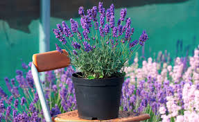 ob im topf oder beet so uberwintern sie lavendel richtig lavendel lavendel im topf kubelpflanzen