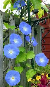 Image result for Ipomoea blepharophylla