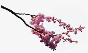 Choose from 3900+ bunga sakura graphic resources and download in the form of png, eps, ai or psd. Gambar Bunga Sakura Sakura Tree Branches Png 1600x880 Png Download Pngkit