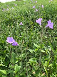 Image result for Volusia resupinata