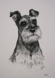 Black And White Miniature Schnauzer Miniature Schnauzer Terrier Dog Fine Art Limited By Terrierzs 8 00 Schnauzer Art Dog Sketch Dog Art