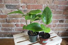 Image result for Ficus demeusei