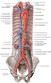 Use this anatomy teaching model in your home or classroom to educate our future medical professionals about the human body. 1 Aorta And Branching Vessels In The Human Torso Reprinted By Download Scientific Diagram